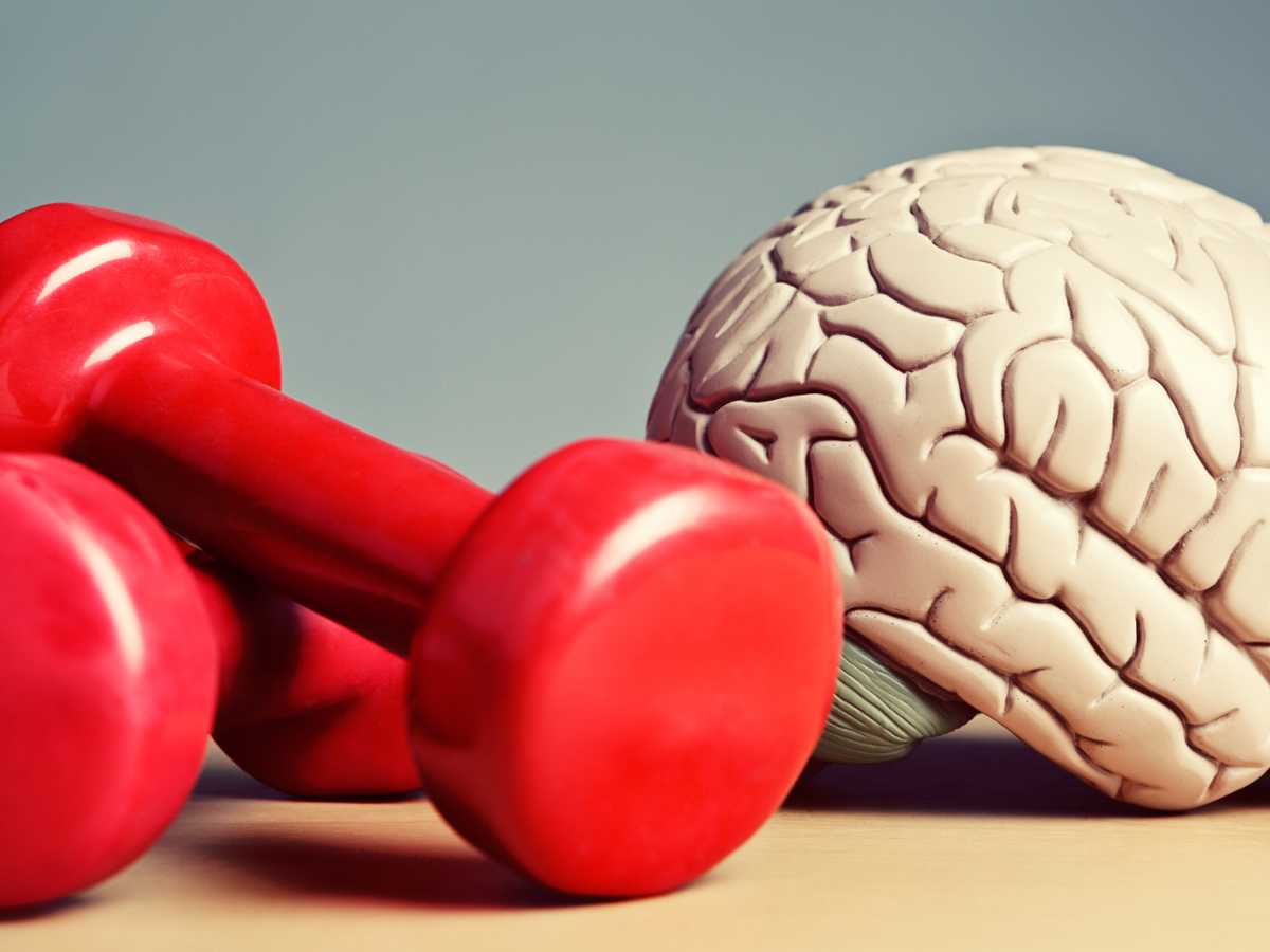 Brain and dumbbells put together as a workout for the brain.